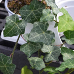 English Ivy Plant Live, Hardy Ground Cover, Ivy Climbing Vine Starter 4 Inch Pot