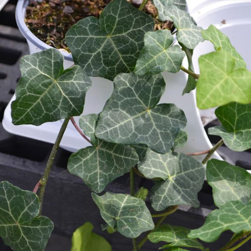 English Ivy Plant Live, Hardy Ground Cover, Ivy Climbing Vine Starter 4 Inch Pot