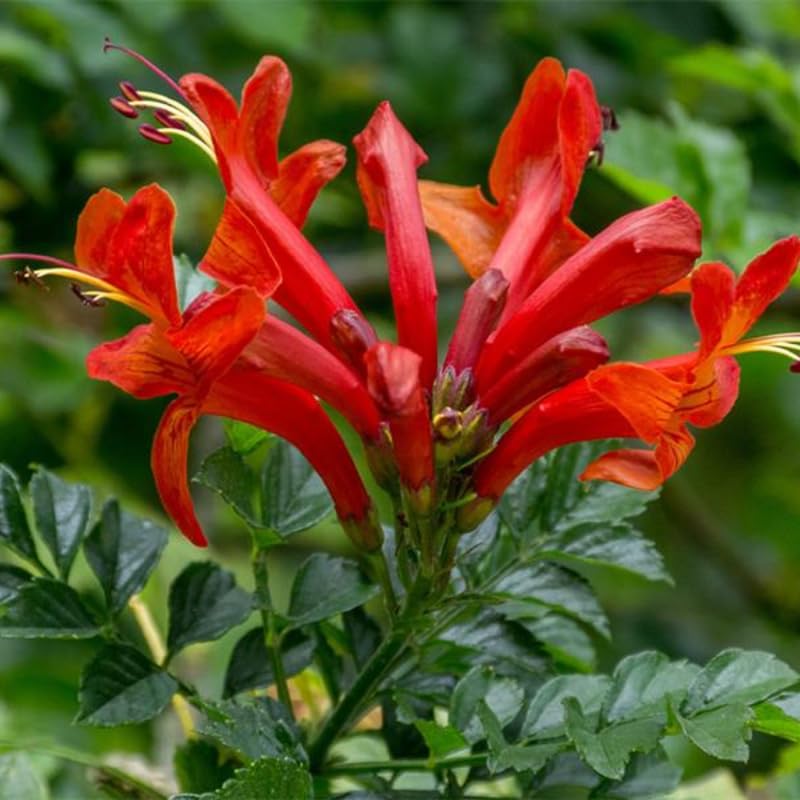 Red Honeysuckle Live Plant, Red Honeysuckle Plant Live, Honeysuckle Vine Bush for Planting, Bush Honeysuckle, 4-10 Inc Tall