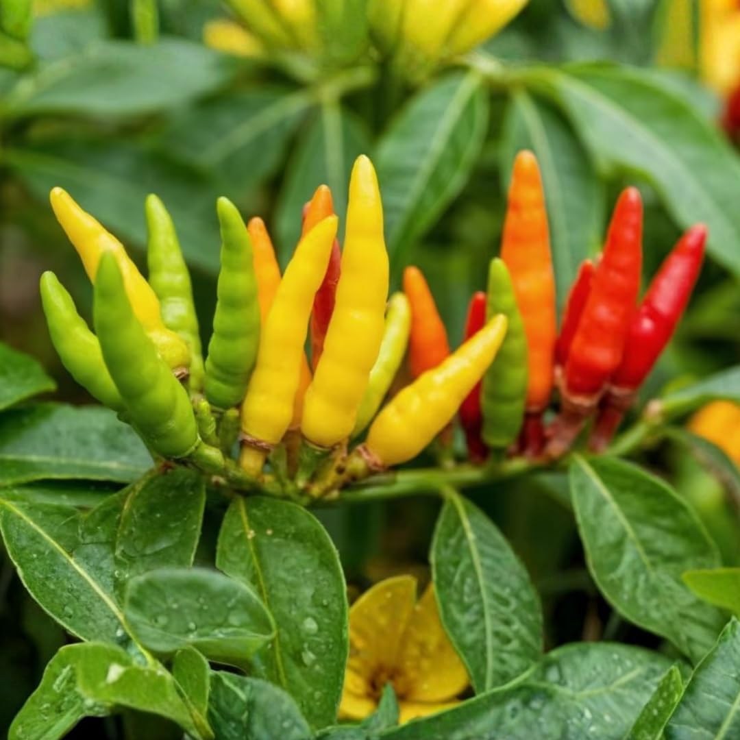 Pack 2 Rare Pepper Plants Live No Pot, 5-9" Chili Pepper Live Plants for Growing, 80 Days Old Plants