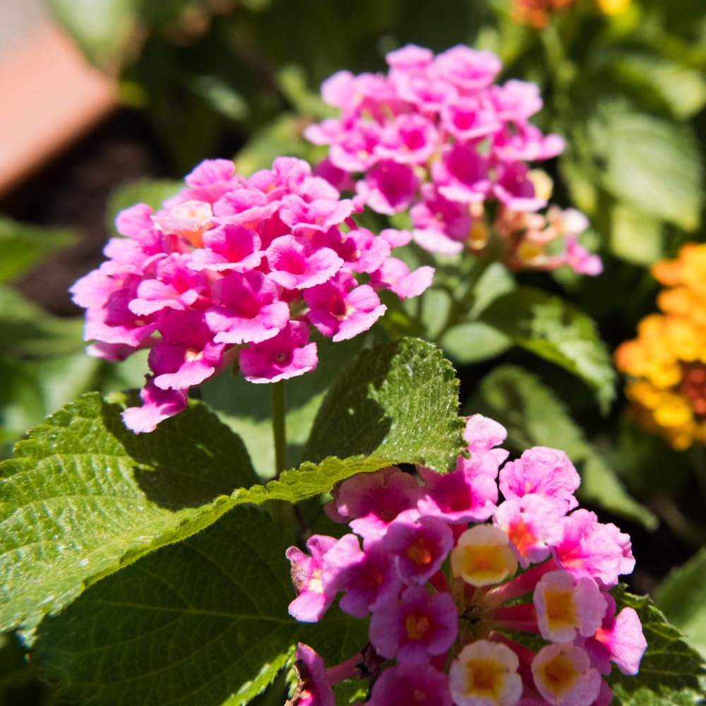 2 Lantana Plants Live for Planting Indoor Outdoor, 4-8" Tall, Fragrant Lantana Flowers Perennial to Grow (Pink Lantana)