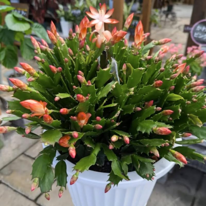 Salmon Christmas Cactus Plants Live, Thanksgiving Cactus Easter Cactus Plants Live, Well-Rooted Cold Hardy, Holiday Cactus for Indoor Outdoor Planting, 4-8 Inc Tall, Starter Tree