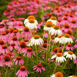 Mixed Echinacea Coneflower Plant, Coneflower Live Plant Perennial 3 Inch Pot