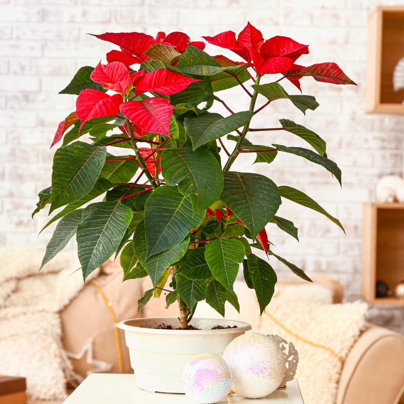2 Poinsettia Plants Live, Dwarf Red Poinsettia Flowers Christmas Decorations, Holiday Houseplant, Poinsettias Trees Plants, No Pot, 5-9" Tall