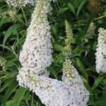 AVERAR 6 Months Old White Butterfly Bush Live Plant, Butterfly Bushes Ready to Plant Outdoor, Buddleia Plant Bush Shrub 5-7 Inches Tall, No Pot