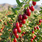 12 Red Goji Berry Cuttings, Goji Fruit Plants 8-10 Inches, Outdoor Berry Shrub