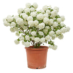 Snowball Viburnum Plant Live 10-12 Inch Tall, White Snowball Bush Live in Pot, Fragrant Flower for Outdoor Gardening