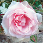 Pink New Dawn Climbing Rose Live Plant, 6 Months Old Starter, Fragrant Purple Climbing Roses for Planting Outdoor, No Pot