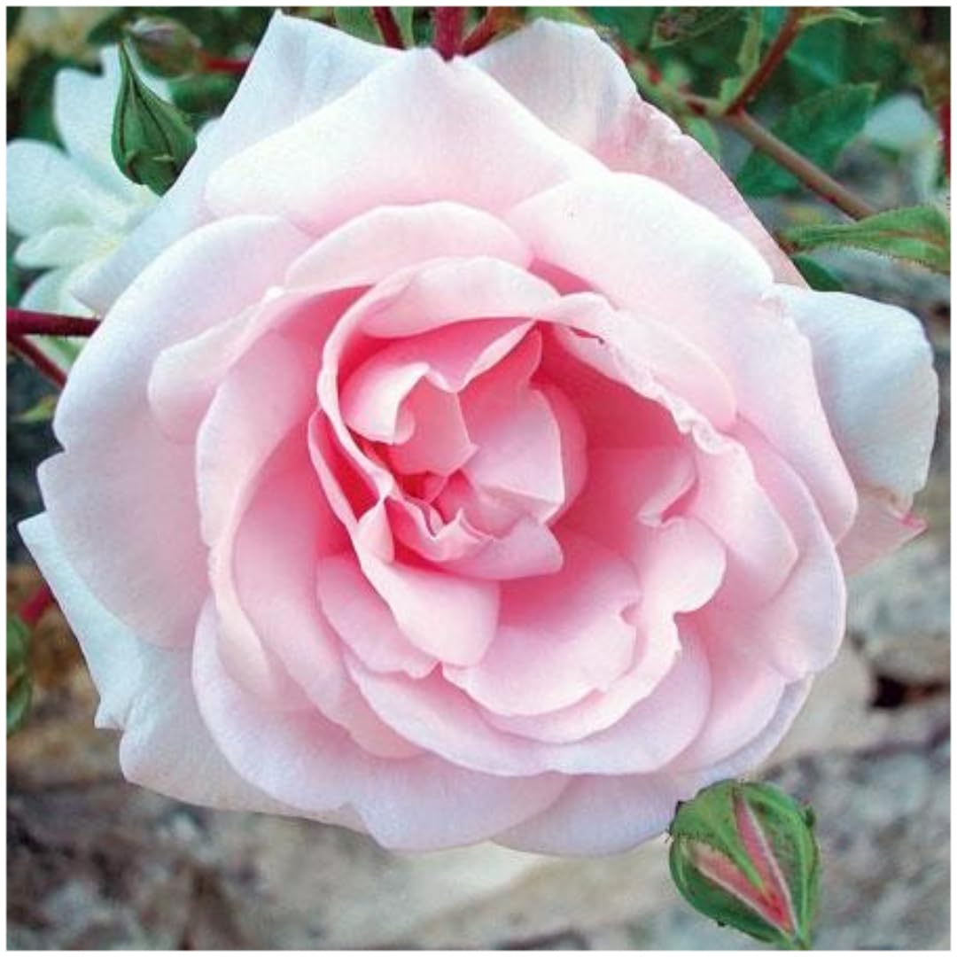Pink New Dawn Climbing Rose Live Plant, 6 Months Old Starter, Fragrant Purple Climbing Roses for Planting Outdoor, No Pot