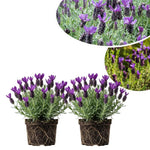 2 Live Spanish Lavender Plants for Outside Planting, Perennial Lavandula Plants Live Fragrant Flowers, Well-Rooted 5-8" for Spring Bloom
