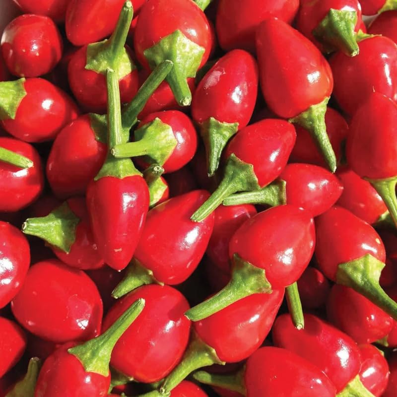 Chiltepin Pepper Plants Live for Planting, in 4" Pot, Hot Chili Pepper for Indoor and Outdoor Growing, Vegetable Home Garden