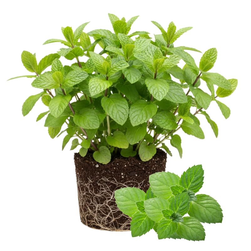 Big Clumps Peppermint Plants Live in Pot, Well-Rooted Herb for Home Gardens, Heirloom Mint Indoor Outdoor, Fresh Mints