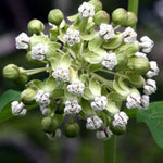 3 Light White Milkweed Plant Live, Asclepias Tuberosa Butterfly Bush, 4-8"