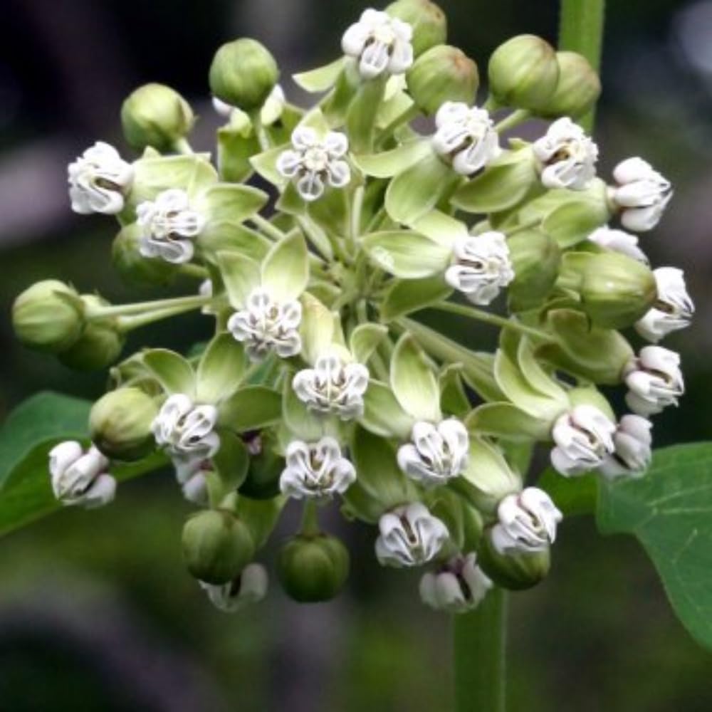 3 Light White Milkweed Plant Live, Asclepias Tuberosa Butterfly Bush, 4-8"