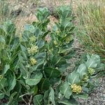 2 Broad Leaf Milkweed Plants Live, Tropical Butterfly Milkweed 4-8 Inches, Perennial Milkweeds Flowers Well Rooted Container or Outdoor Growing
