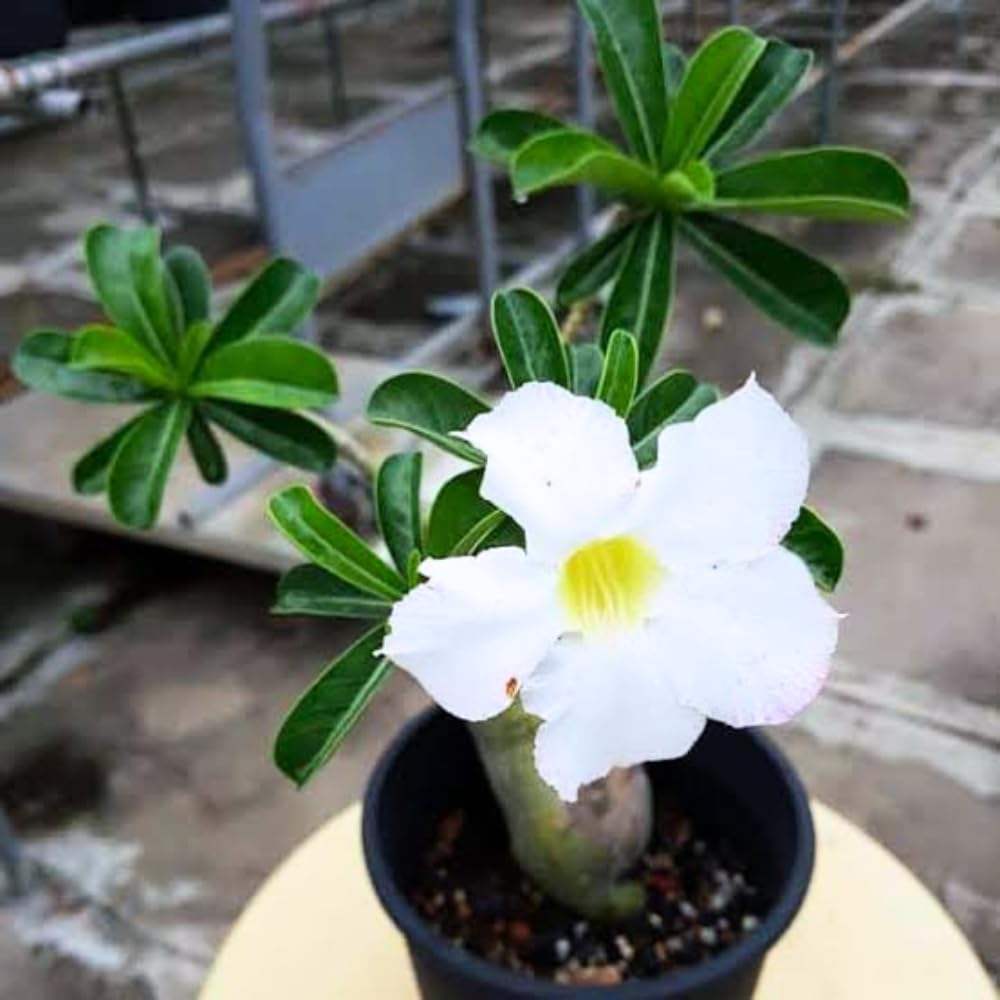 White Desert Rose Plant Live, 4-7" Tall, Adenium Obesum Well-Rooted Succulent for Indoor Outdoor Displays