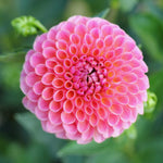 2 Dahlia Bulbs for Spring Planting, Dahlia Bulbs for Planting Indoor and Outdoor (Pink)