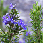 2 Rosemary Plants Live, 3 to 6 Inc Tall, Live Rosemary Plants Indoor, Outdoor, Rosemary Live Plant