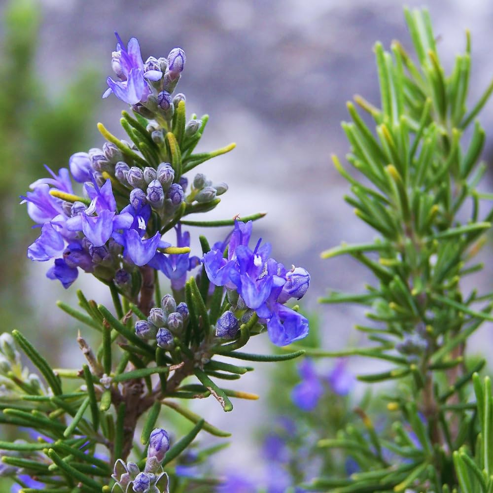 2 Rosemary Plants Live, 3 to 6 Inc Tall, Live Rosemary Plants Indoor, Outdoor, Rosemary Live Plant
