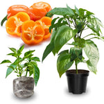 Set 6 Hot Pepper Live Plants, 90 Days Old Live Pepper Chili Plant for Spring Planting (Habanero Orange)