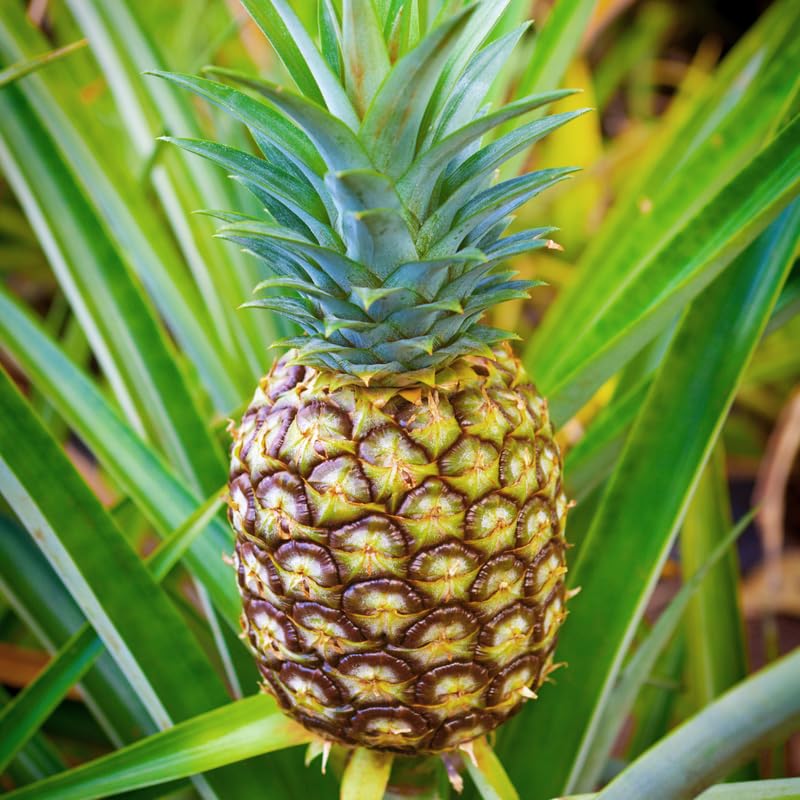 2 Gold Pineapple Plants Live for Planting 5 to 8 Inch Tall, Sweet Pineapple Fruit Trees Live Plant, Tropical Pineapple Seedling