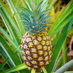 2 Gold Pineapple Plants Live to Grow, Sweet Pineapple Fruit Trees Live Plant 5 to 8 Inc Height, Ornamental Pineapple Plant