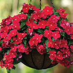 Red Vinca Flower Live Plant in 4" Pot, Perennial Vinca Minor Periwinkle Flowering Plants for Trellis Décor Oranamental, Zones 9-11