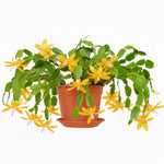 Yellow Peachy Thanksgiving Cactus Live Plant in 2" Pot, Holiday Christmas Cactus Plants Live, Winter Bloom, Indoor Planting