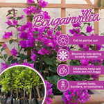 Set 2 Bright Purple Bougainvillea Live Plants 4-7 Inches Tall, Vibrant Bumgainvillea Flowering Vines for Garden, Patio Containers and Indoor Growing