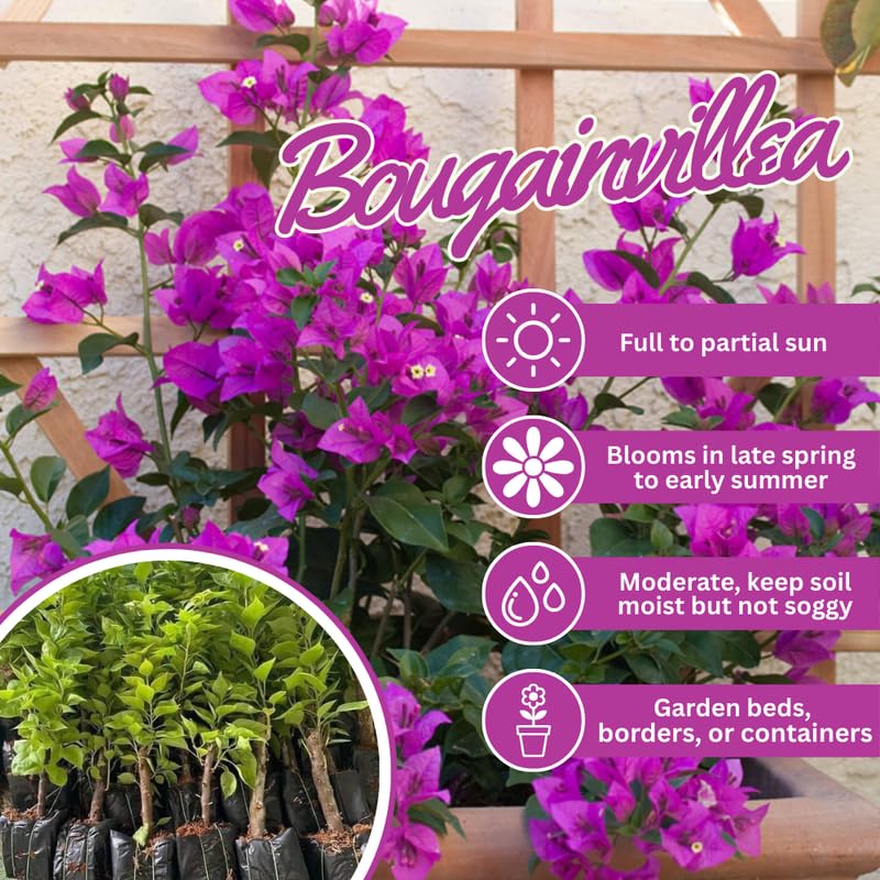 Set 2 Bright Purple Bougainvillea Live Plants 4-7 Inches Tall, Vibrant Bumgainvillea Flowering Vines for Garden, Patio Containers and Indoor Growing