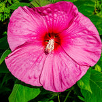 2 Pink Hibiscus Trees Live Plant, Hardy Hibiscus Plants Live, 5 to 7 Inches, Hibiscus Shrub Tree for Garden Indoor Outdoor
