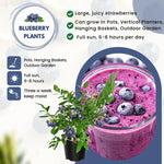 2 Southern Highbush Blueberry Plants Live for Outdoor Growing, Fresh Sweet Blueberry Trees Live Plants, Blueberries Bushes, Hardy and High Yield Seedlings, Starter 4 to 7", No Pot