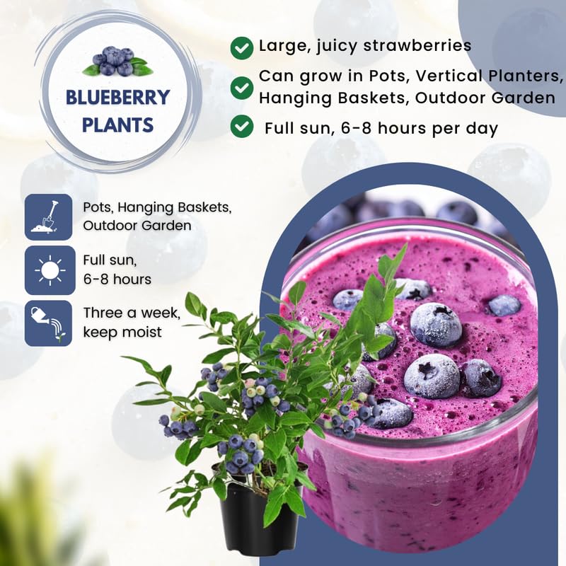 2 Southern Highbush Blueberry Plants Live for Outdoor Growing, Random Blueberry Trees Live Plants, Blueberries Bushes, Hardy and High Yield Seedlings, Starter 4 to 7", No Pot