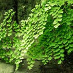 Fern Plant Pot, Maidenhair Fern Plant Live, 3.5 Inc Potted, Live Fern Plant, Fern Plant Live (Maidenhair Fern)