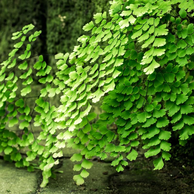 Fern Plant Pot, Maidenhair Fern Plant Live, 3.5 Inc Potted, Live Fern Plant, Fern Plant Live (Maidenhair Fern)