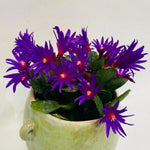 Easter Cactus Plants Live, Spring Bloom, Cold Hardy, 5-9" in Tall, No Pot, Starter Holiday Cactus Plant for Indoor Outdoor Houseplants (Purple)