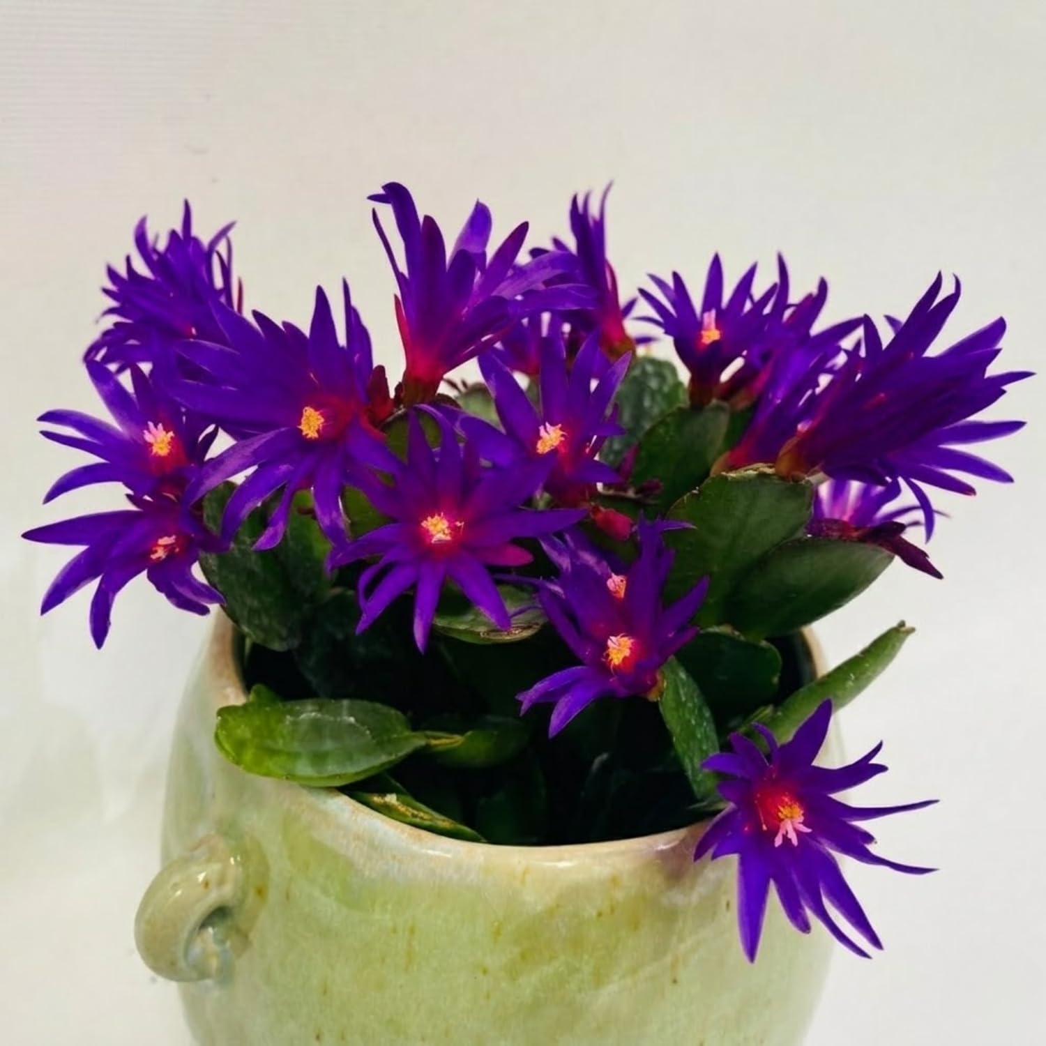 Easter Cactus Plants Live, Spring Bloom, Cold Hardy, 5-9" in Tall, No Pot, Starter Holiday Cactus Plant for Indoor Outdoor Houseplants (Purple)