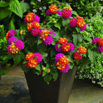 2 Rose Lantana Plants Live, Colorful Perennial, Long-Blooming and Very Hardy, Size 5 to 12 Inches in Tall, Well-Rooted, Outdoor Planting