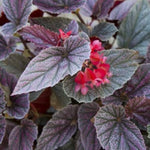 Pink Polka Dot Maculata Angel Wing Begonia Plants Live, Rare Begonias Indoor Growing, Hanging Basket, Starter 5 to 9 Inc Tall