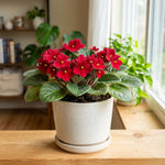 African Violets Live Plant, Red African Violet Plant, 3-5 Inches Tall, Vibrant Blooms, Easy Care Indoor Flowering Plants for Home and Office Decoration