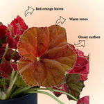 Begonia Live Plant, Begonias Live Plant, Rare Begonias Plants, 5-7 Inches in Height for Indoor Houseplant (Red Orange Begonia)
