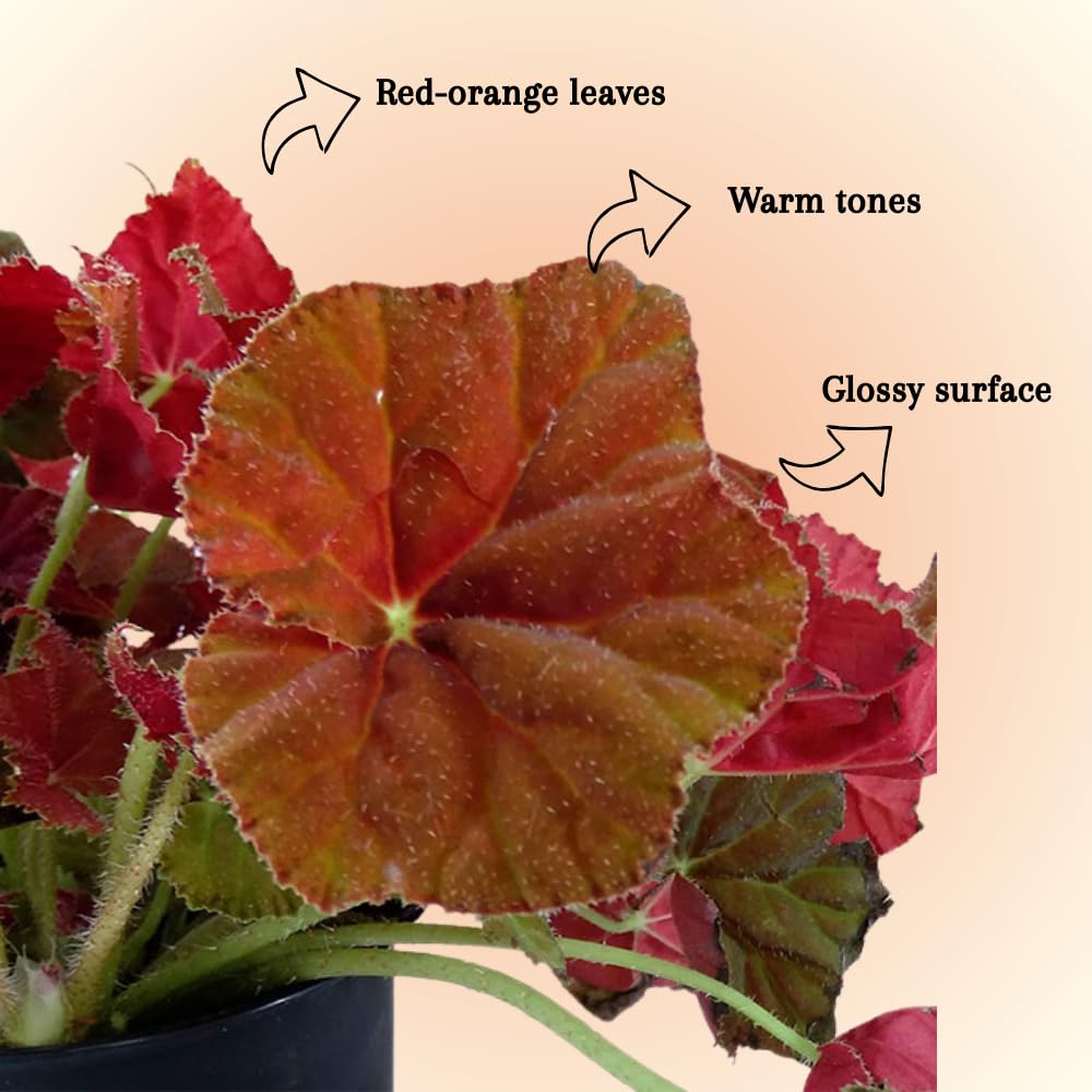 Begonia Live Plant, Begonias Live Plant, Rare Begonias Plants, 5-7 Inches in Height for Indoor Houseplant (Red Orange Begonia)