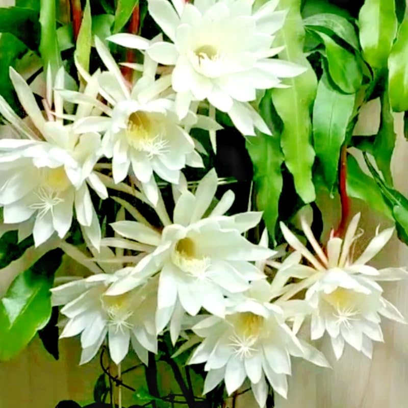 Night Blooming Epiphyllum Plant Live, Orchid Cactus Epiphyllum Oxypetalum Succulent Live Plant, 4-6” Tall in 4” Pot for Home or Patio