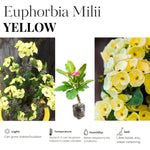 Hardy Crown of Thorn Live Plant, Yellow Euphorbia Milii Tree, 1 Year Old Plant, 5-10 Inches in Tall, No Pot, Indoor Outdoor Décor Succulent Cactus