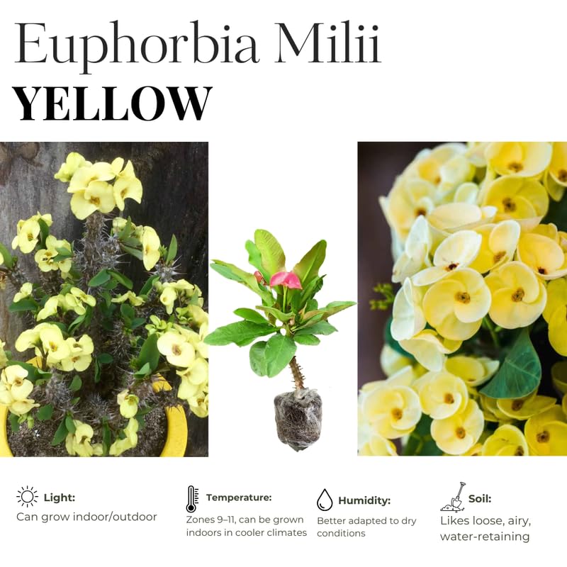 Hardy Crown of Thorn Live Plant, Yellow Euphorbia Milii Tree, 1 Year Old Plant, 5-10 Inches in Tall, No Pot, Indoor Outdoor Décor Succulent Cactus