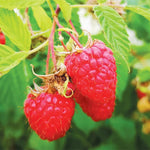 Pack 4 Raspberry Plants Live, 5 to 8 Inch Tall, Sweet Raspberry Bush Live Plants, Raspberries Fruit Seedlings, No Pot (Red Raspberry)
