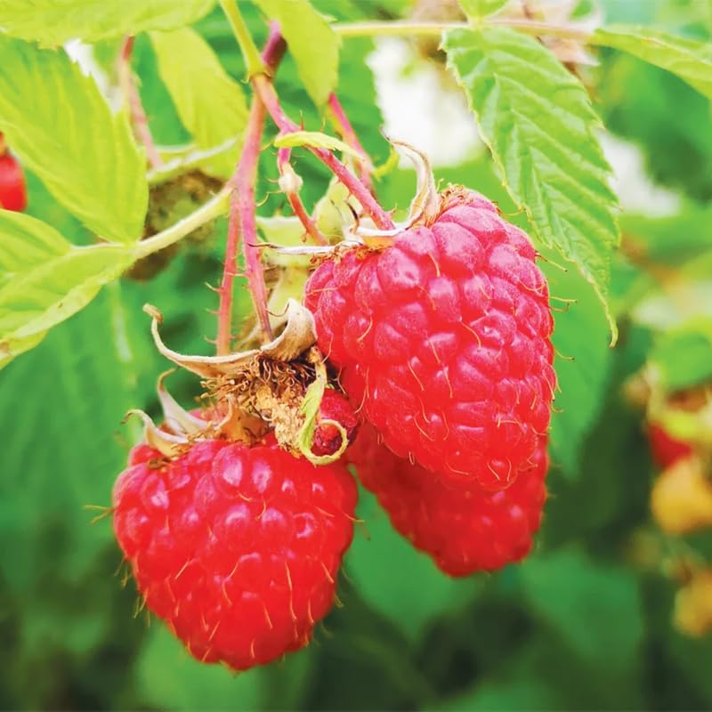 Pack 4 Raspberry Plants Live, 5 to 8 Inch Tall, Sweet Raspberry Bush Live Plants, Raspberries Fruit Seedlings, No Pot (Red Raspberry)