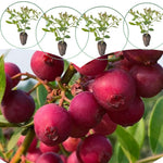3 Pink Lemonade Blueberry Bushes Seedlings, High-Yield Blueberry Trees Live Plants, 6 Months Old, Starter 3-6" in Tall, Cold Hardy Zones 4-7