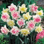 10 Double Daffodil Bulbs, Multicolored Daffodil Bulbs, Cold Hardy, Fall Planting Outdoor Garden