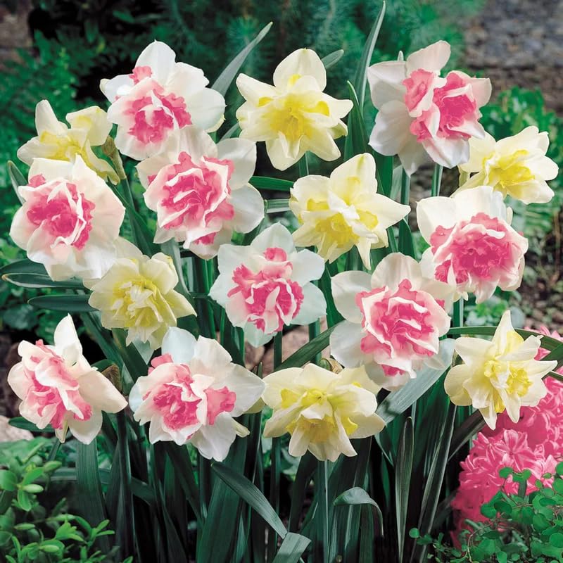 10 Double Daffodil Bulbs, Multicolored Daffodil Bulbs, Cold Hardy, Fall Planting Outdoor Garden